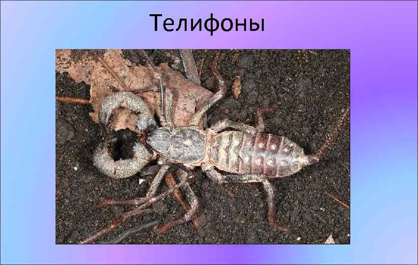 Телифоны 