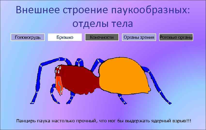 Внешнее строение паукообразных: отделы тела Головогрудь Брюшко Конечности Органы зрения Ротовые органы Панцирь паука