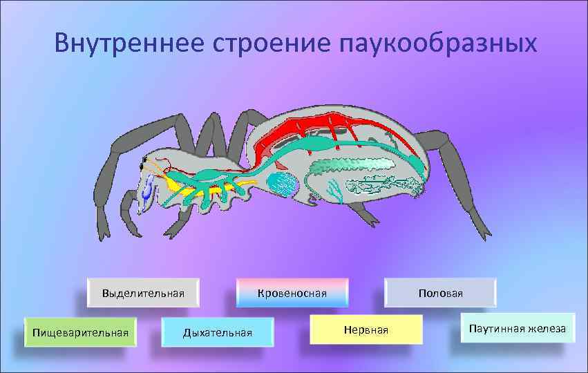 Внутреннее строение паукообразных Выделительная Пищеварительная Дыхательная Кровеносная Половая Нервная Паутинная железа 