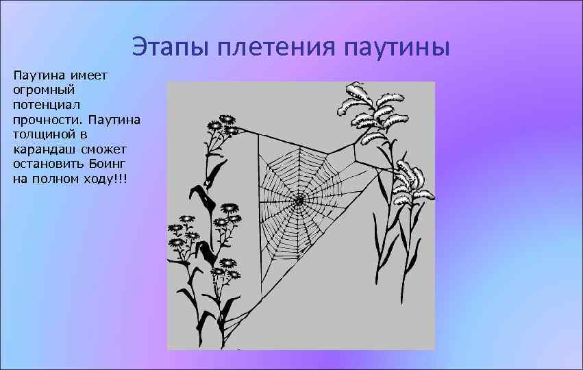 Этапы плетения паутины Паутина имеет огромный потенциал прочности. Паутина толщиной в карандаш сможет остановить