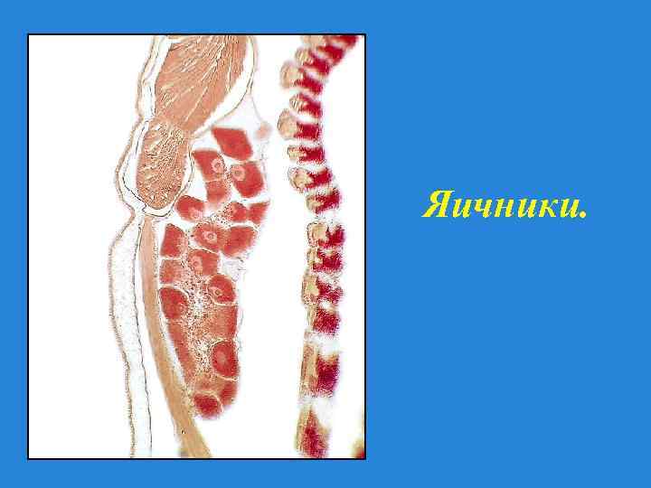 Яичники. 