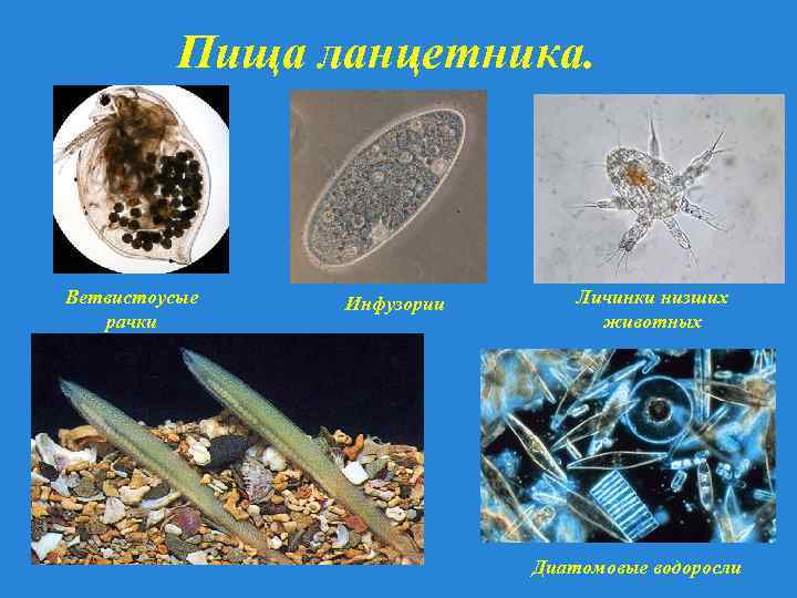 Пища ланцетника. Ветвистоусые рачки Инфузории Личинки низших животных Диатомовые водоросли 