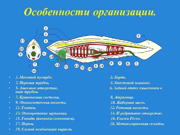 Анальное отверстие девушек фото