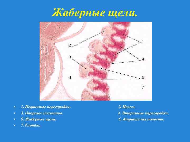 Жаберные щели. • • 1. Первичные перегородки. 3. Опорные элементы. 5. Жаберные щели. 7.