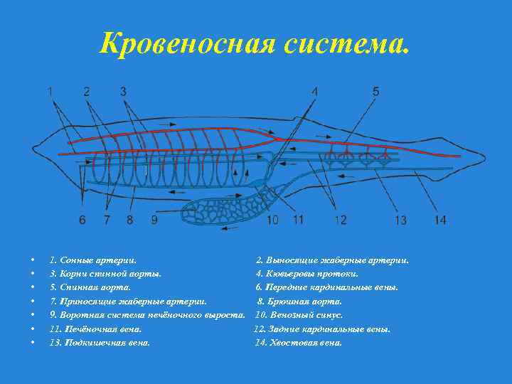 Составьте графологическую схему сонные артерии