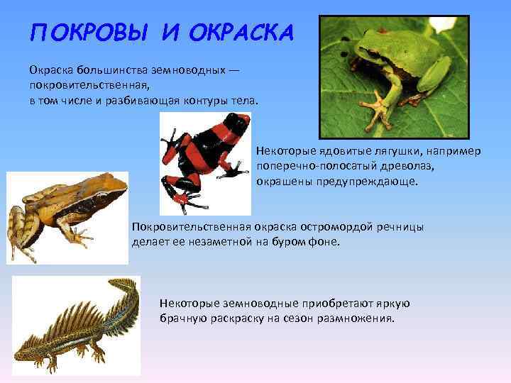 ПОКРОВЫ И ОКРАСКА Окраска большинства земноводных — покровительственная, в том числе и разбивающая контуры