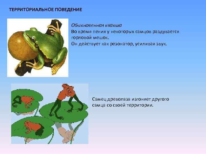 ТЕРРИТОРИАЛЬНОЕ ПОВЕДЕНИЕ Обыкновенная квакша Во время пения у некоторых самцов раздувается горловой мешок. Он