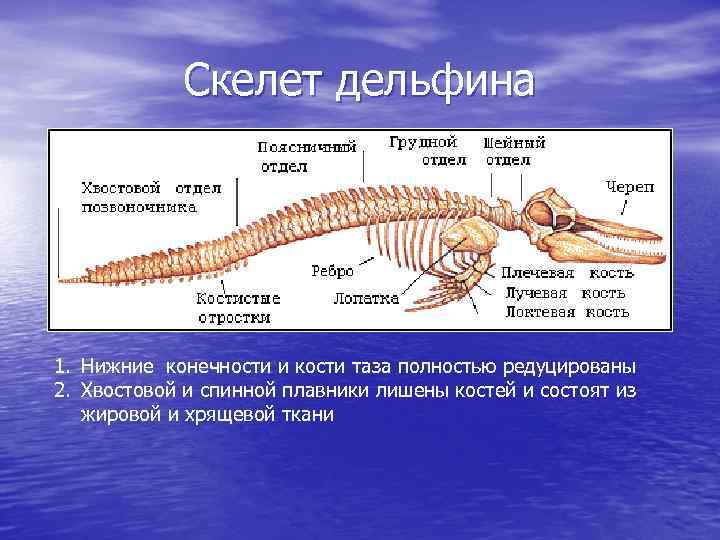 Скелет дельфина 1. Нижние конечности и кости таза полностью редуцированы 2. Хвостовой и спинной