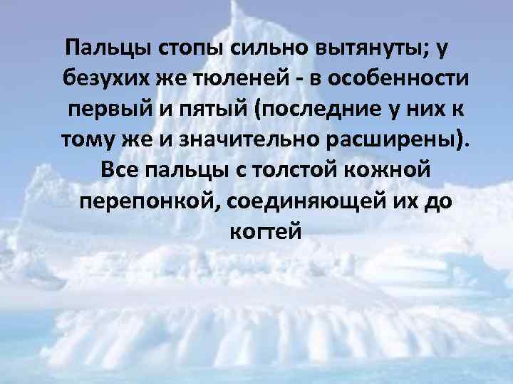 Пальцы стопы сильно вытянуты; у безухих же тюленей - в особенности первый и пятый