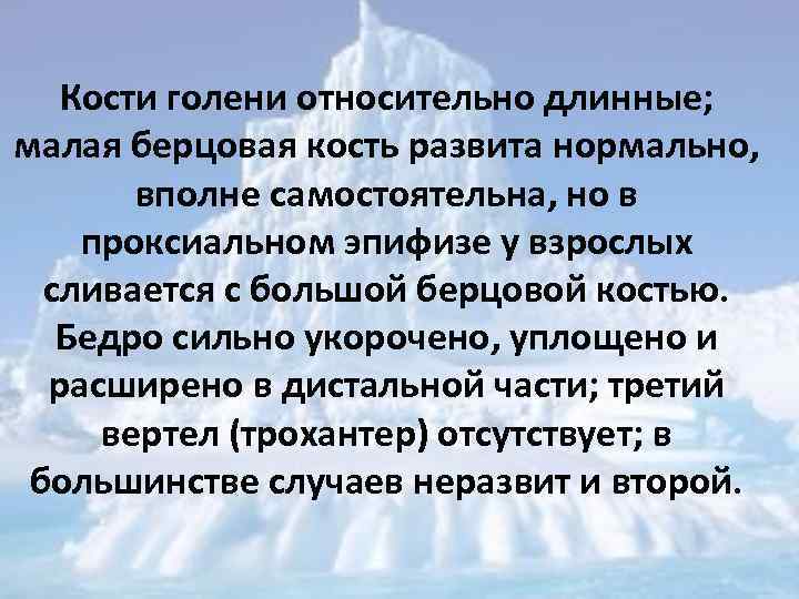 Кости голени относительно длинные; малая берцовая кость развита нормально, вполне самостоятельна, но в проксиальном