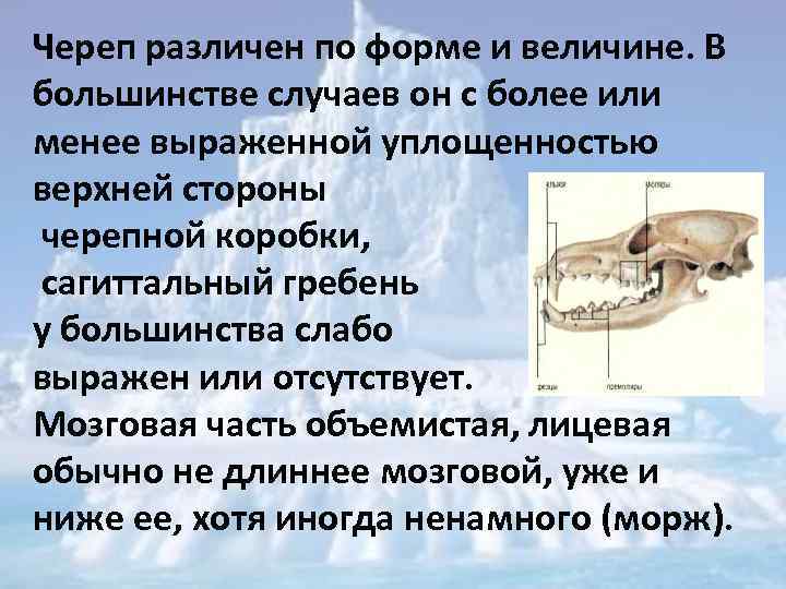 Череп различен по форме и величине. В большинстве случаев он с более или менее