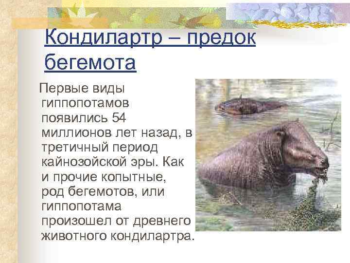 Кондилартр – предок бегемота Первые виды гиппопотамов появились 54 миллионов лет назад, в третичный