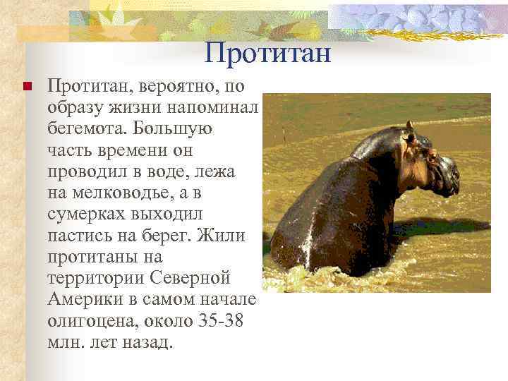 Протитан n Протитан, вероятно, по образу жизни напоминал бегемота. Большую часть времени он проводил