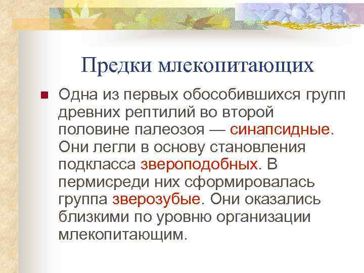 Предки млекопитающих n Одна из первых обособившихся групп древних рептилий во второй половине палеозоя