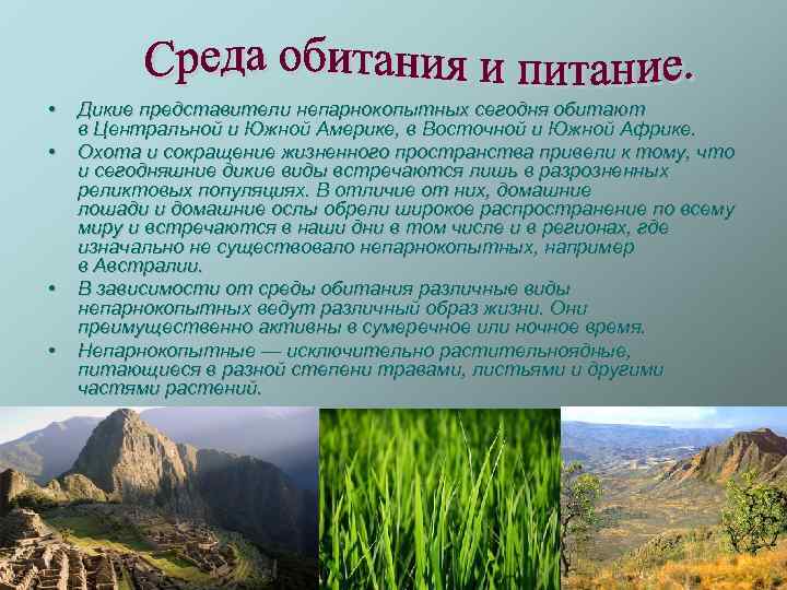  • • Дикие представители непарнокопытных сегодня обитают в Центральной и Южной Америке, в