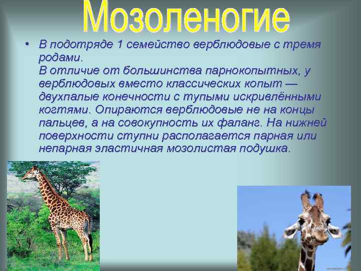  • В подотряде 1 семейство верблюдовые с тремя родами. В отличие от большинства