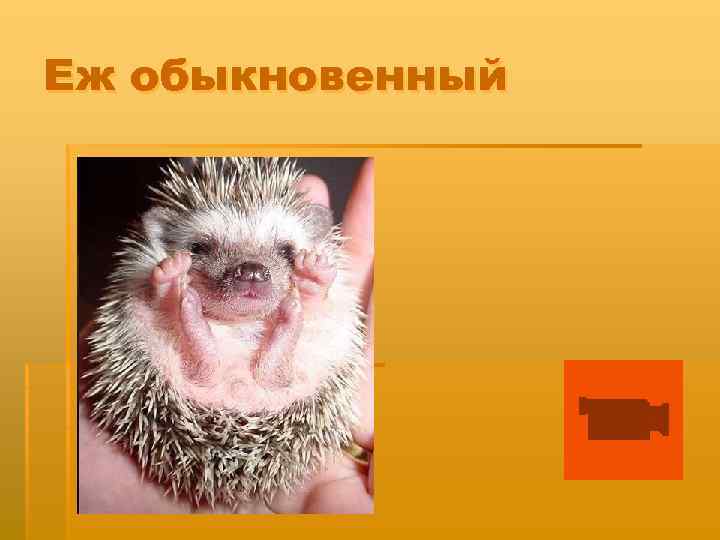 Еж обыкновенный 