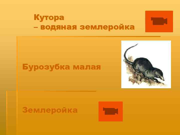 Кутора – водяная землеройка Бурозубка малая Землеройка 