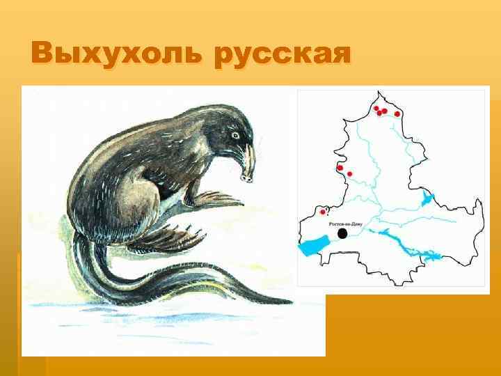 Выхухоль русская 