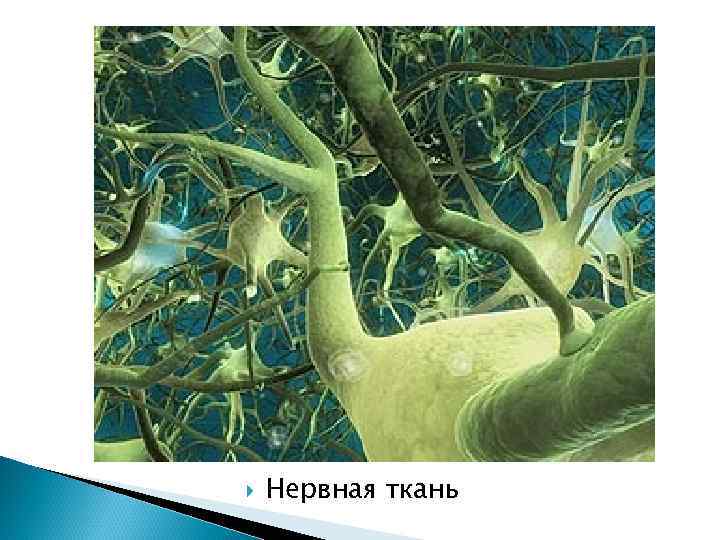  Нервная ткань 
