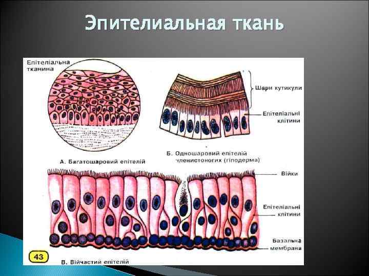 Эпителиальная ткань 