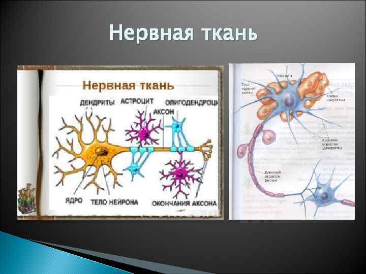 Нервная ткань 