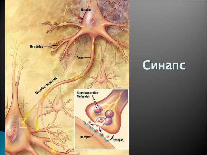 Синапс 