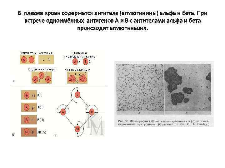 В плазме крови содержатся антитела (агглютинины) альфа и бета. При встрече одноимённых антигенов А