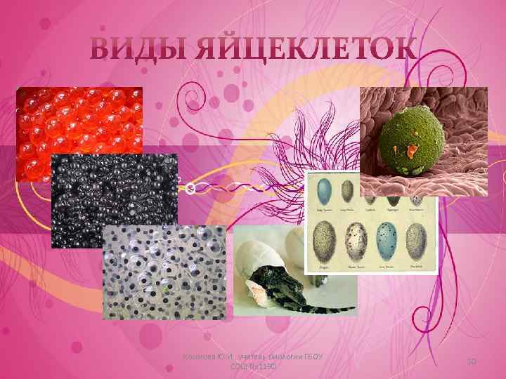 Косогова Ю. И. , учитель биологии ГБОУ СОШ № 1130 10 