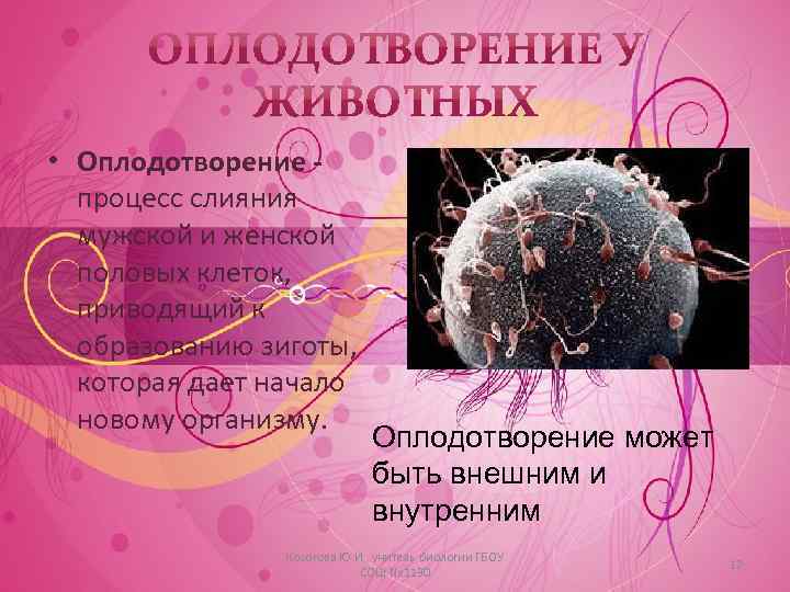  • Оплодотворение процесс слияния мужской и женской половых клеток, приводящий к образованию зиготы,