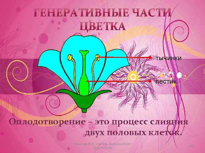 тычинки пестик Оплодотворение – это процесс слияния двух половых клеток. Косогова Ю. И. ,