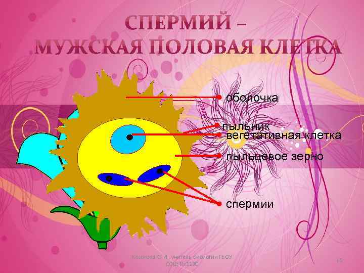 оболочка пыльник вегетативная клетка пыльцевое зерно спермии Косогова Ю. И. , учитель биологии ГБОУ