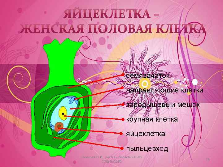 семязачаток направляющие клетки зародышевый мешок крупная клетка яйцеклетка пыльцевход Косогова Ю. И. , учитель