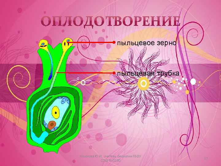 пыльцевое зерно пыльцевая трубка Косогова Ю. И. , учитель биологии ГБОУ СОШ № 1130