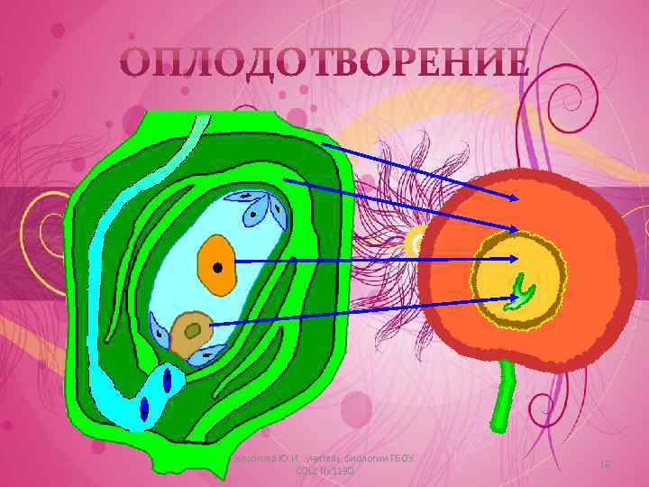 Косогова Ю. И. , учитель биологии ГБОУ СОШ № 1130 18 