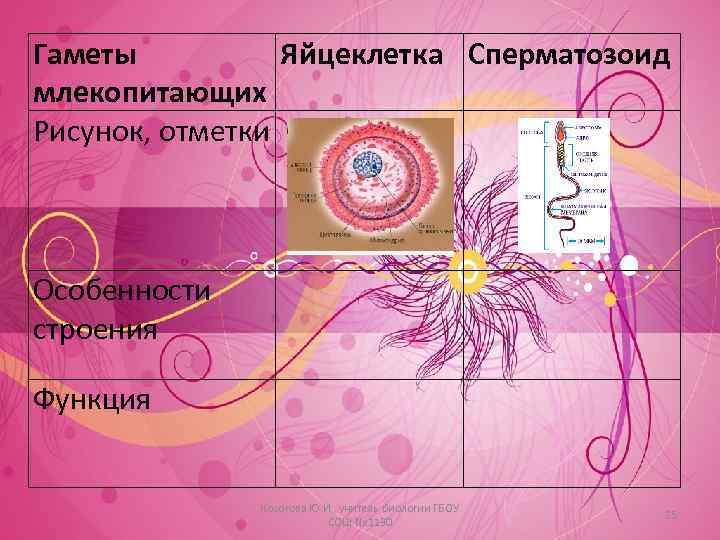 Гаметы Яйцеклетка Сперматозоид млекопитающих Рисунок, отметки Особенности строения Функция Косогова Ю. И. , учитель