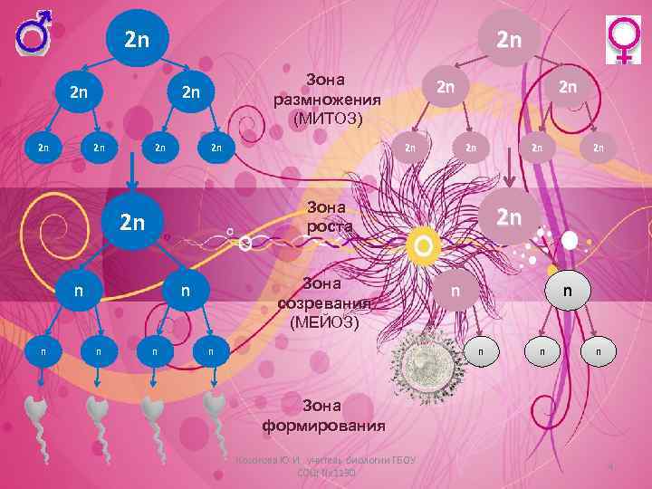 2 n 2 n Зона размножения (МИТОЗ) 2 n 2 n n Зона созревания