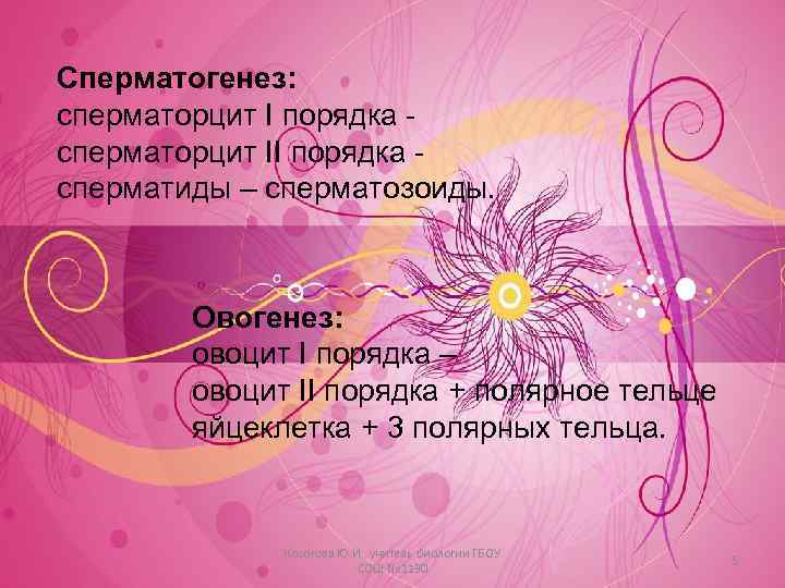 Сперматогенез: сперматорцит I порядка сперматорцит II порядка сперматиды – сперматозоиды. Овогенез: овоцит I порядка