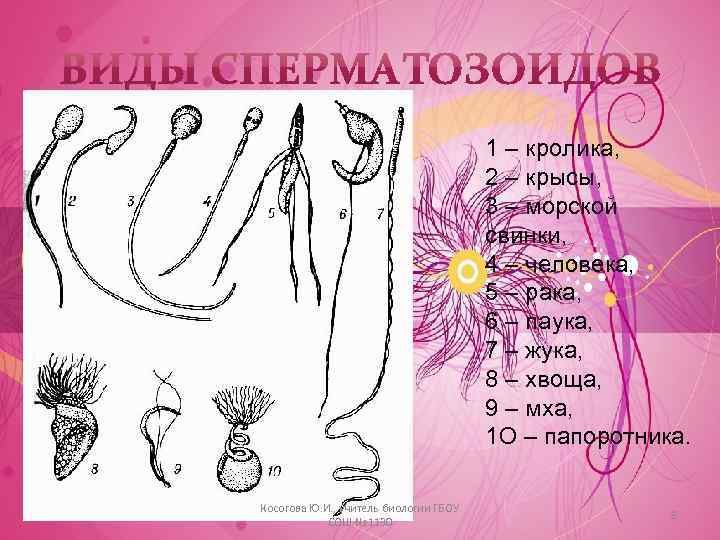 1 – кролика, 2 – крысы, 3 – морской свинки, 4 – человека, 5