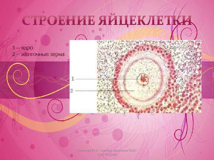 1 – ядро 2 – желточные зерна Косогова Ю. И. , учитель биологии ГБОУ