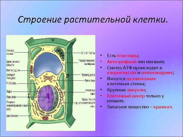 Органы имеющие общее происхождение единый план строения выполняющие общую функцию образуют