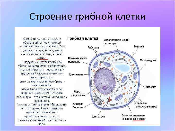 Строение грибной клетки 
