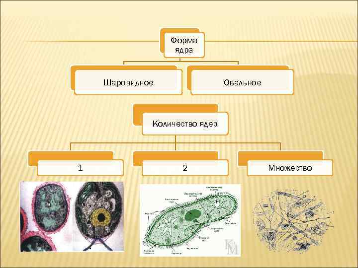 Форма ядра Шаровидное Овальное Количество ядер 1 2 Множество 