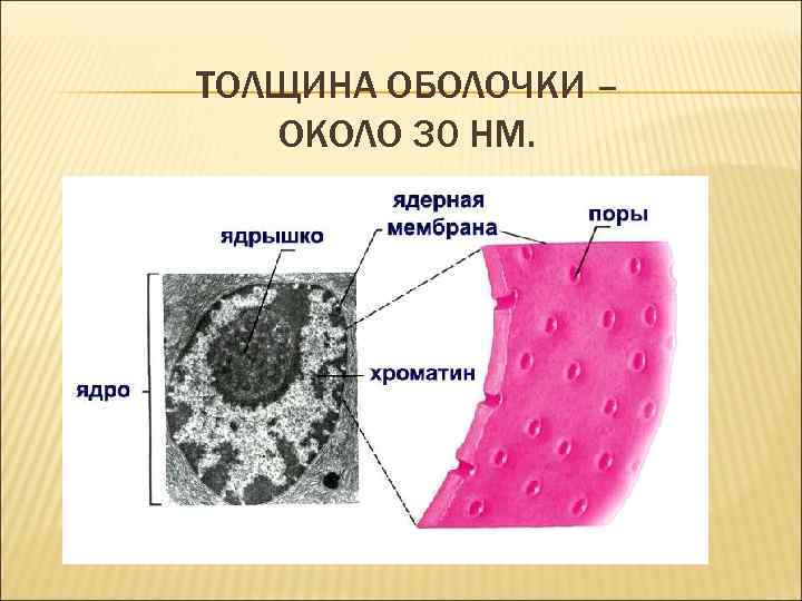 ТОЛЩИНА ОБОЛОЧКИ – ОКОЛО 30 НМ. 