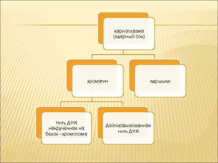 кариоплазма (ядерный сок) хроматин Нить ДНК накрученная на белок - хромосома ядрышки Деспирализованная нить