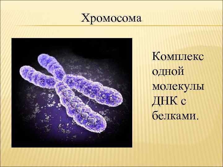 Хромосома Комплекс одной молекулы ДНК с белками. 