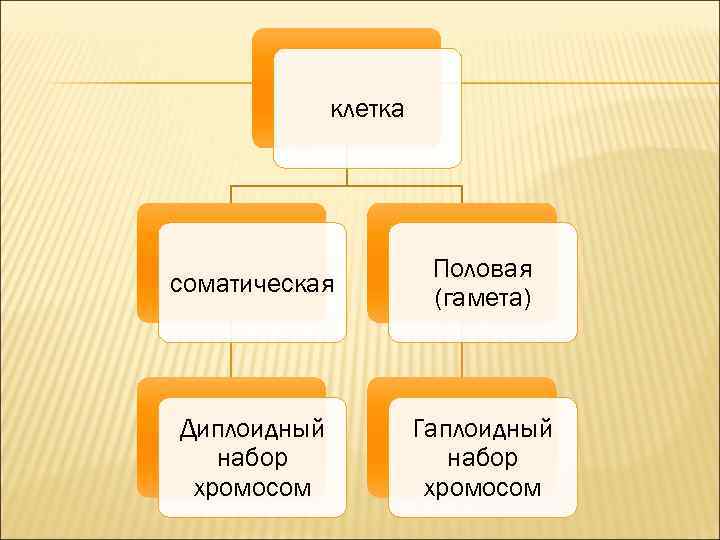 клетка соматическая Половая (гамета) Диплоидный набор хромосом Гаплоидный набор хромосом 