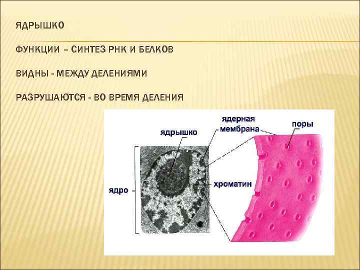 ЯДРЫШКО ФУНКЦИИ – СИНТЕЗ РНК И БЕЛКОВ ВИДНЫ - МЕЖДУ ДЕЛЕНИЯМИ РАЗРУШАЮТСЯ - ВО