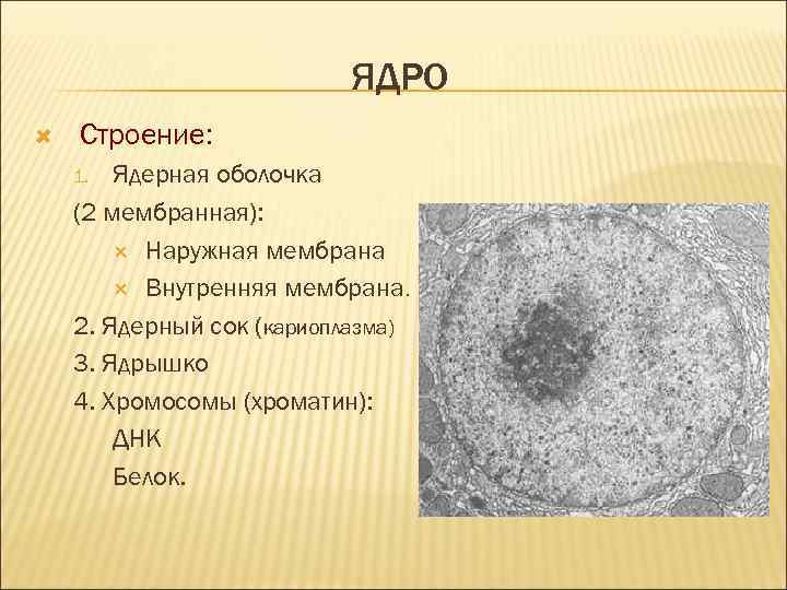 ЯДРО Строение: Ядерная оболочка (2 мембранная): Наружная мембрана Внутренняя мембрана. 2. Ядерный сок (кариоплазма)