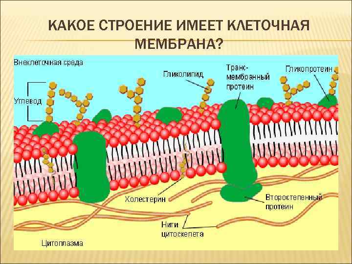 КАКОЕ СТРОЕНИЕ ИМЕЕТ КЛЕТОЧНАЯ МЕМБРАНА? 